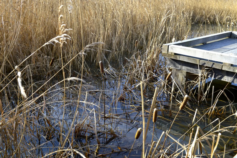 etang-perrause-pont-1
